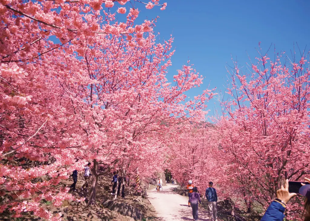 新竹露營地-遇見嵨繞櫻花