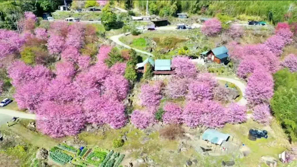 新竹露營地-遇見嵨繞櫻花